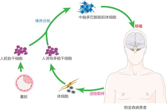 復(fù)旦校友領(lǐng)航，躍賽生物獲數(shù)千萬(wàn)元天使輪融資，深耕干細(xì)胞治療新賽道
